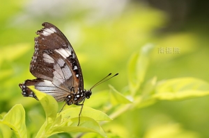 東陞蘇鐵小灰蝶~雌擬幻蛺蝶~南極熊的生態記~41