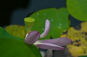 遊戲花間