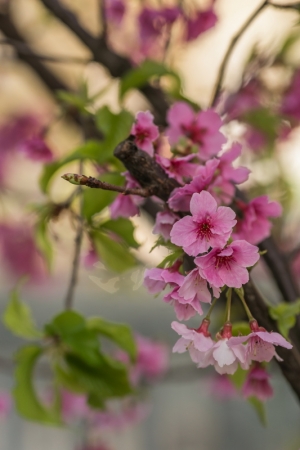 路邊櫻花