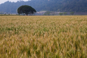 小麥田