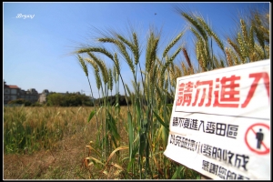 大雅麥田