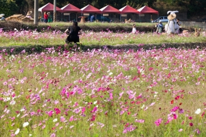 11/7銅鑼杭菊芋頭節－波斯菊花田