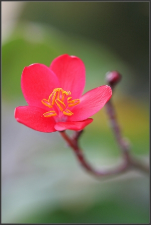 20150219 觀賞植物-日日櫻、桂花