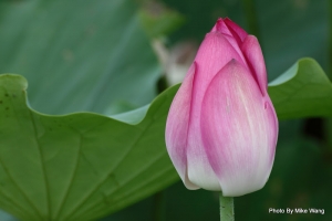 2012白河蓮花公園