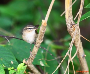 "定時炸彈"??滴滴鳥