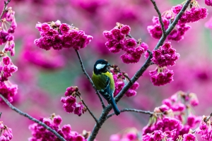 花鳥圖-青背山雀