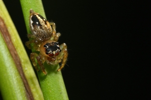 波氏緬蛛　Burmattus pococki