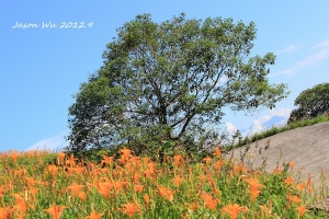 花蓮六十石山賞金針花