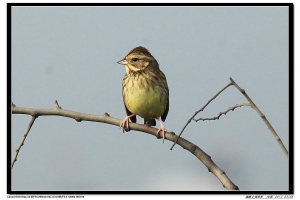 不知名 的鳥 2013 0316