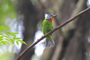 大安森林公園之五色鳥