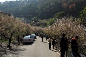 土場 梅園 賞梅