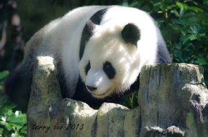 ※※ 木柵動物園遊拍 ※※