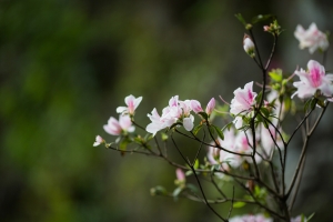 228陽明山花季賞花