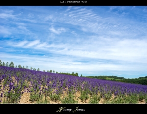 紫色浪漫。20140711富良野Flower Land和富田農場