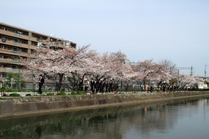 京都、大阪 自助旅行 DAY 4  ( 京都御苑 鴨川 )