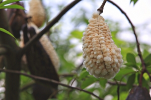 大家都拍過的油桐花