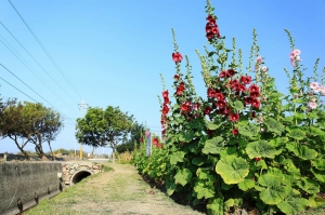 學甲區蜀葵花,小麥田和將軍區木綿花