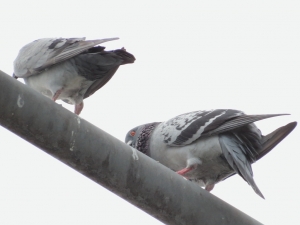 [sx50hs]第一次打鳥