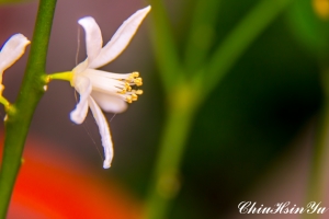 隨意拍的花花草草2013-02-13拍