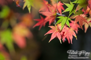 2012-11-02 瘋狂福壽山