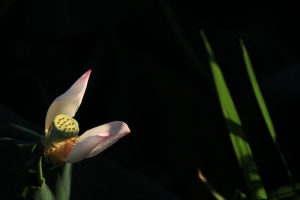 繁華漸去