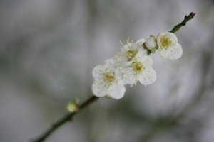 ~淋雨尋梅~