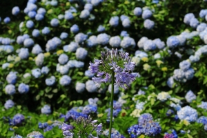 陽明山繡球花