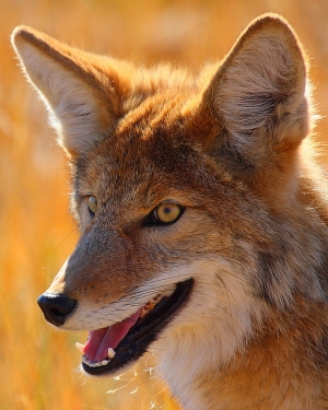 奸詐? Coyote, Yellowstone National Park