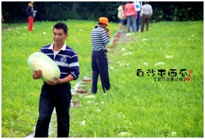 [白沙屯]沙又甜喔！白沙屯西瓜採收樂