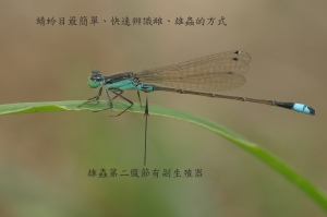 青紋細蟌 Ischnura senegalensis (Rambur, 1842)