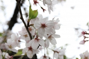 阿里山櫻花