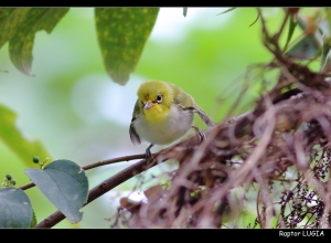 小小綠繡眼