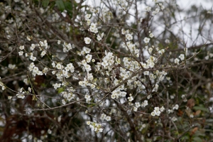 角板山梅花小開