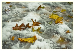 ::: Autumn Snow 秋雪 by DV :::