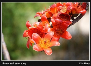 木棉花又開