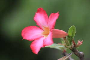 花開堪拍直須拍，末待無花空拍枝