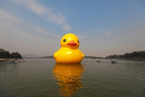 黃色小鴨(北京頤和園vs新屋後湖塘)
