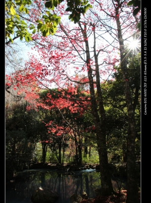 20121211武嶺,武陵2日遊