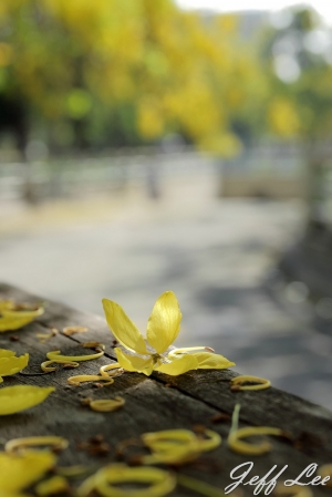 港都盛開阿勃勒