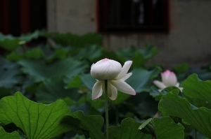 靜心夏荷