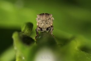 雜生態~南極熊的生態記51