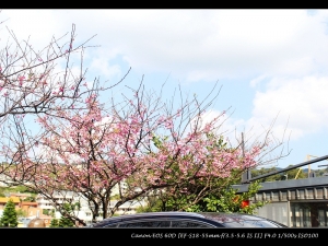 平菁街 湧現櫻花