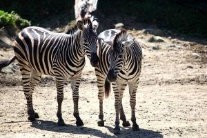 5D2+大白 木柵動物園一日遊