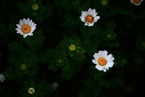 一大片鬱金香的彩虹花園