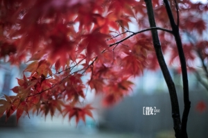 ::: Love Bokeh 散散惹人愛 [十五] 雨楓篇 by DV :::