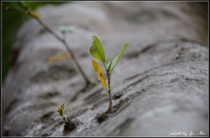 疏然.樹幹.逐簷荒