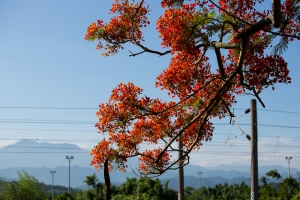 當鳳凰花遇上灰掐