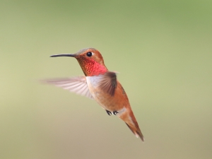 棕煌峰鳥(公鳥) Rufous Hummingbird Male