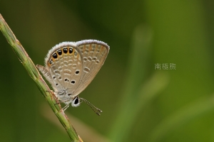 東方晶灰蝶(台灣姬小灰蝶)~南極熊的生態記~43