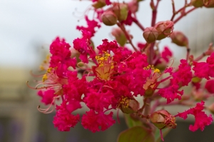 下雨天.頂樓花園隨拍......